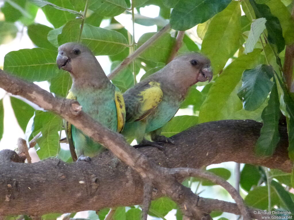 Meyer's Parrot