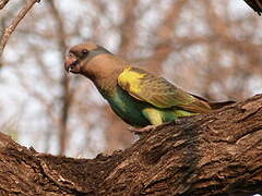 Meyer's Parrot