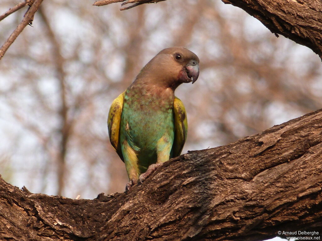 Meyer's Parrot