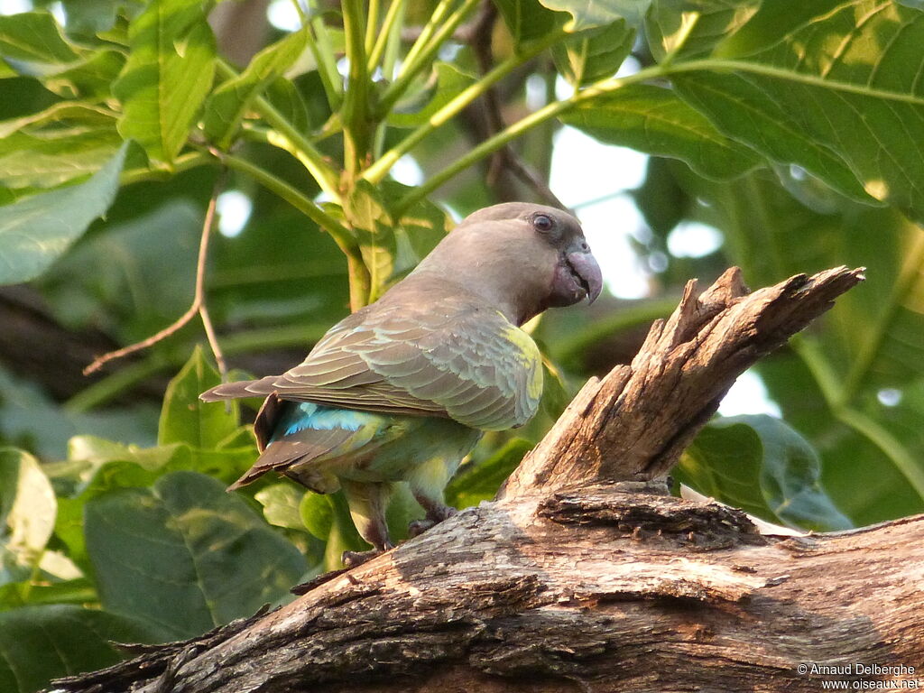 Meyer's Parrot