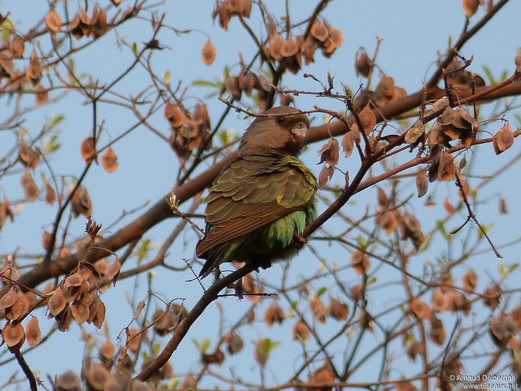 Meyer's Parrot