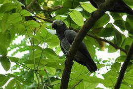 Grey Parrot