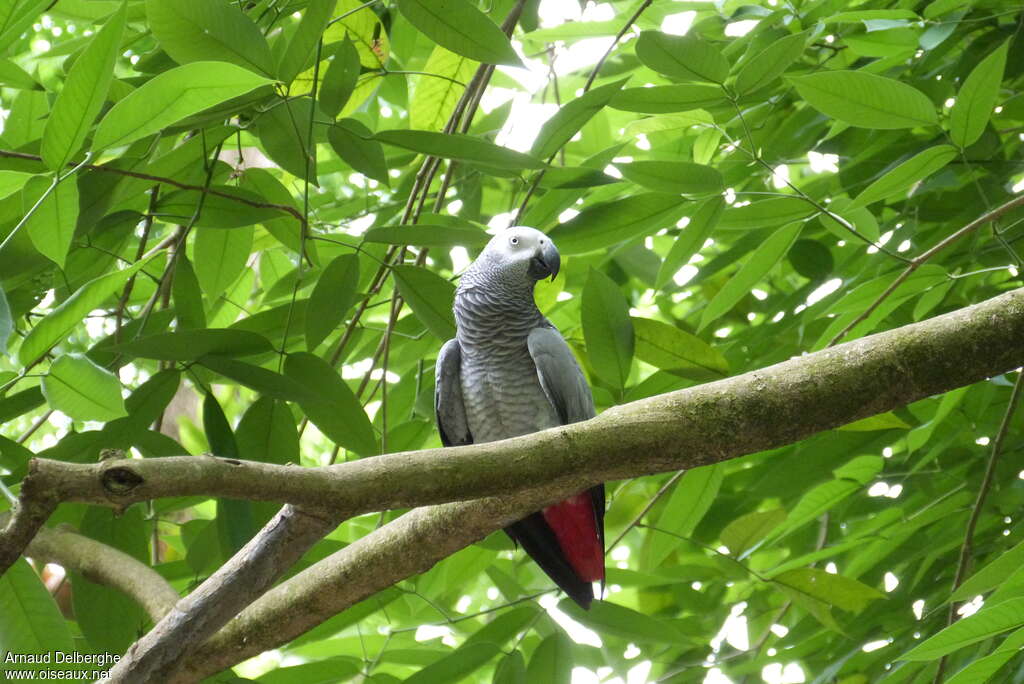 Grey Parrotadult, habitat, pigmentation