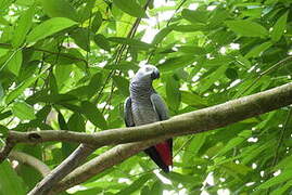 Grey Parrot