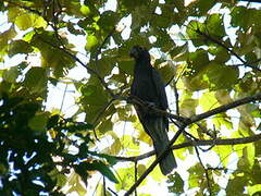 Greater Vasa Parrot