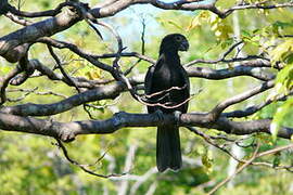 Greater Vasa Parrot