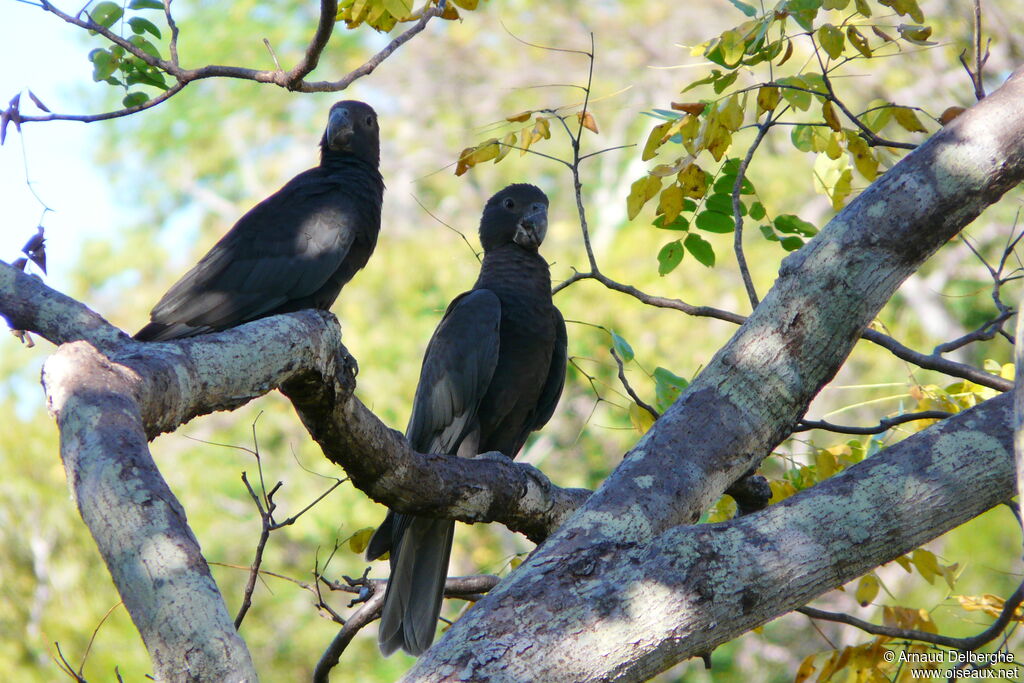 Greater Vasa Parrot