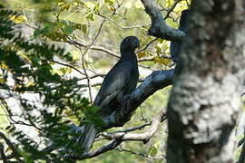 Greater Vasa Parrot