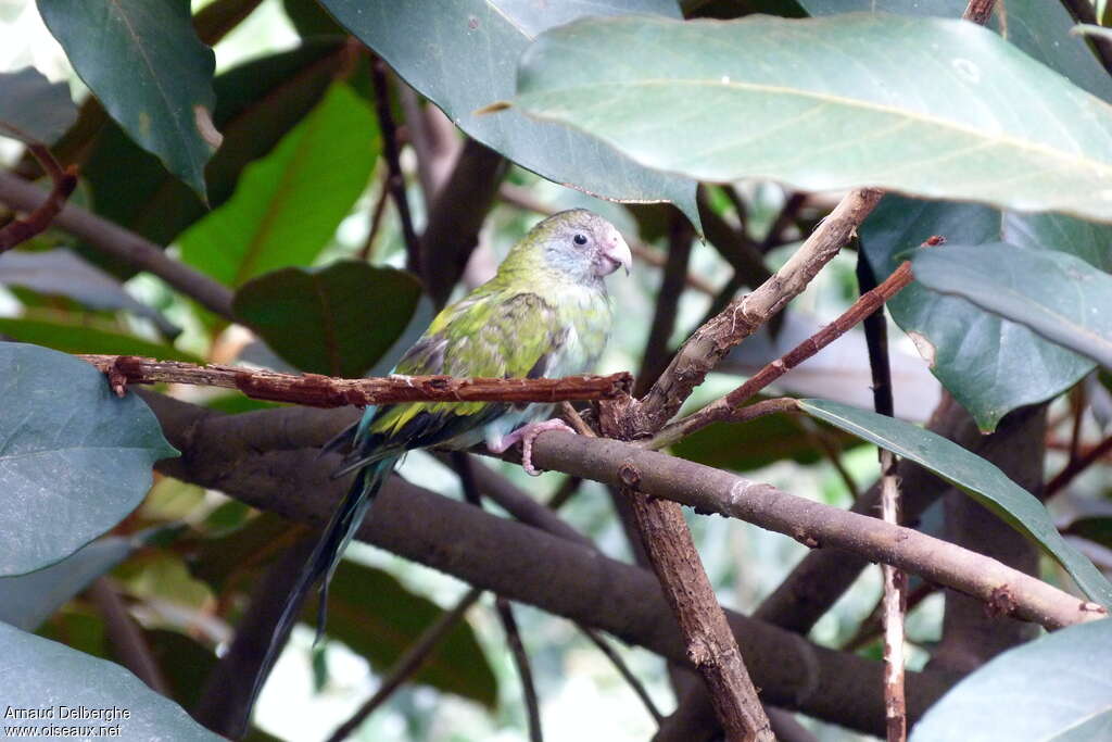 Golden-shouldered Parrot female