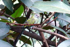 Golden-shouldered Parrot