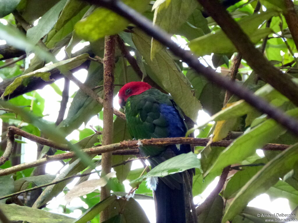 Papuan King Parrot