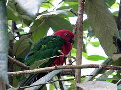 Papuan King Parrot