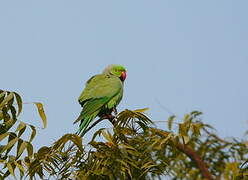 Rose-ringed Parakeet