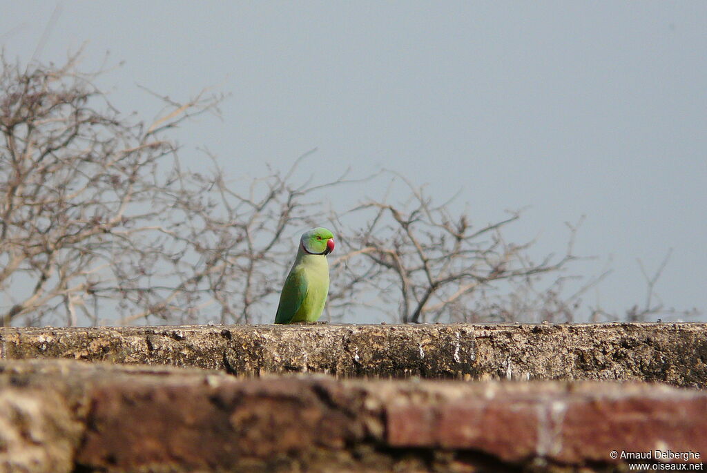 Rose-ringed Parakeet