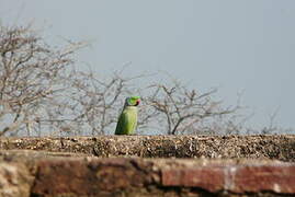 Rose-ringed Parakeet