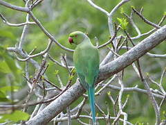 Rose-ringed Parakeet