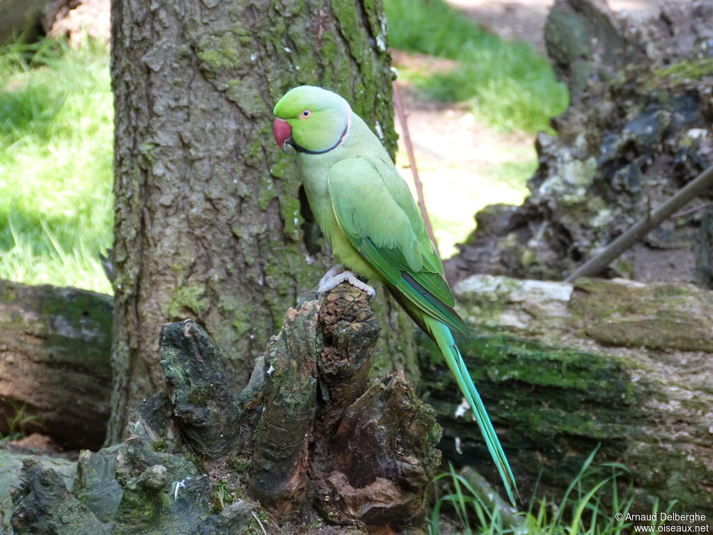 Rose-ringed Parakeet