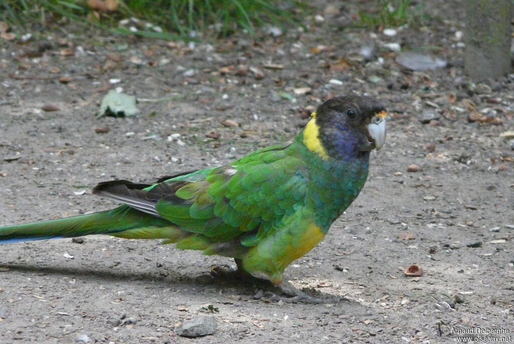 Australian Ringneck