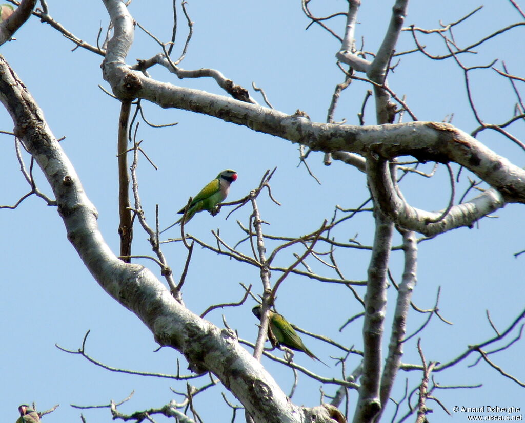 Red-breasted Parakeet