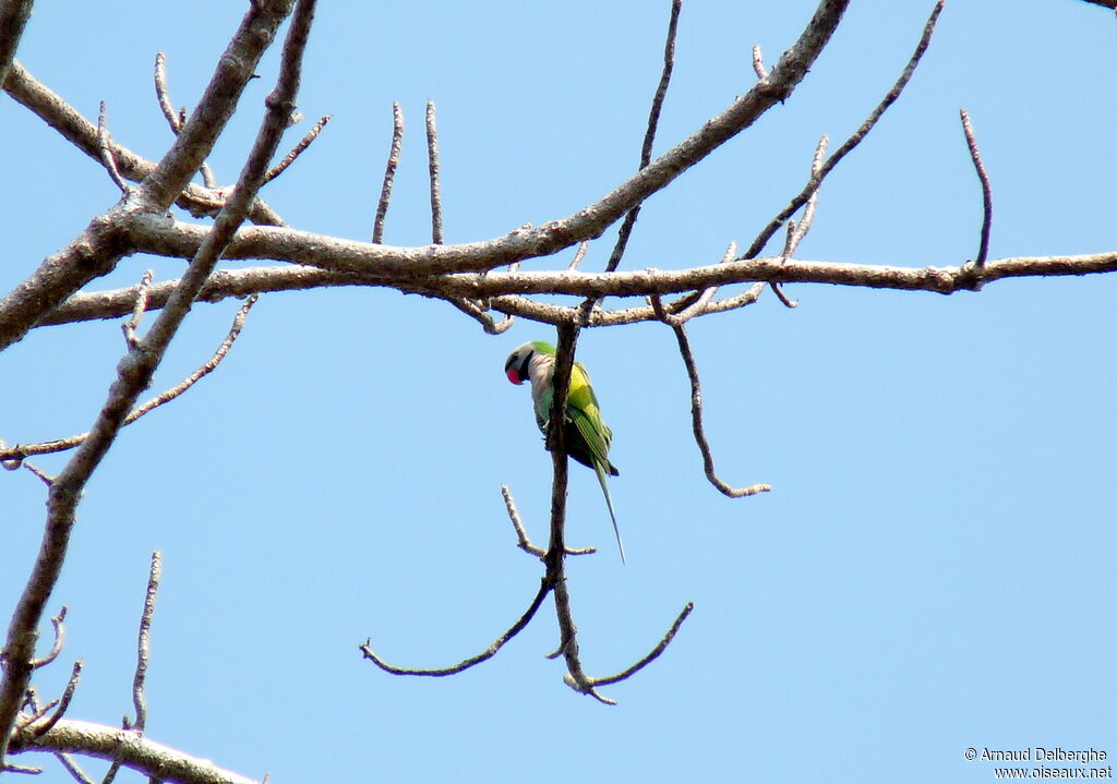 Red-breasted Parakeet