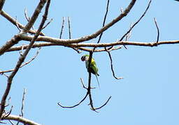 Red-breasted Parakeet