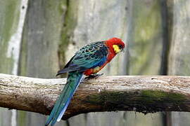 Western Rosella