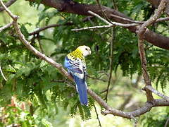 Pale-headed Rosella