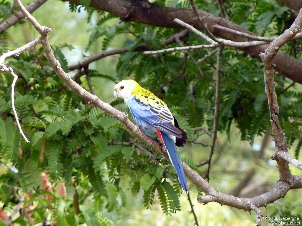 Pale-headed Rosella