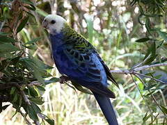 Pale-headed Rosella