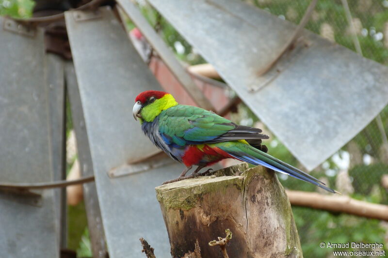 Red-capped Parrot