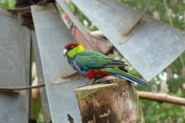 Red-capped Parrot