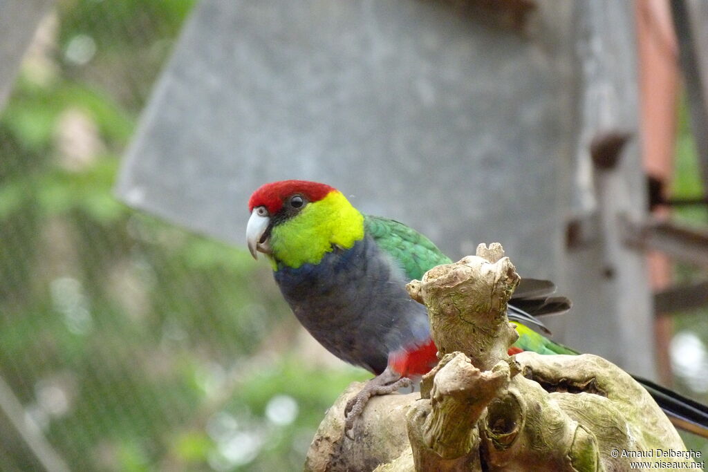 Red-capped Parrot