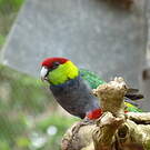 Perruche à tête pourpre