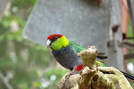 Red-capped Parrot