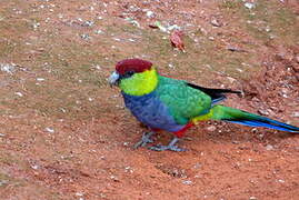 Red-capped Parrot