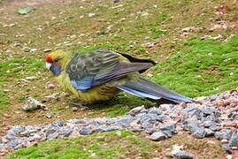 Green Rosella