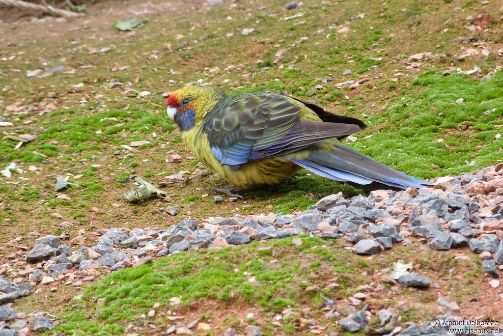 Perruche à ventre jaune