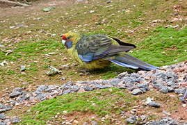 Green Rosella