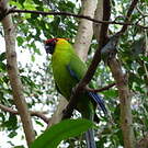 Perruche cornue