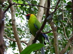 Horned Parakeet