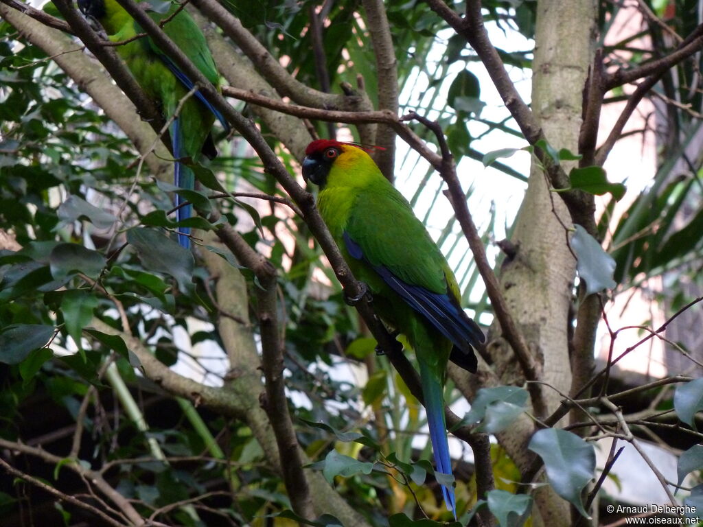 Horned Parakeet