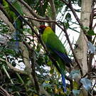 Perruche cornue