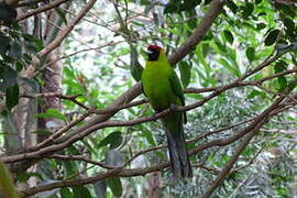 Horned Parakeet