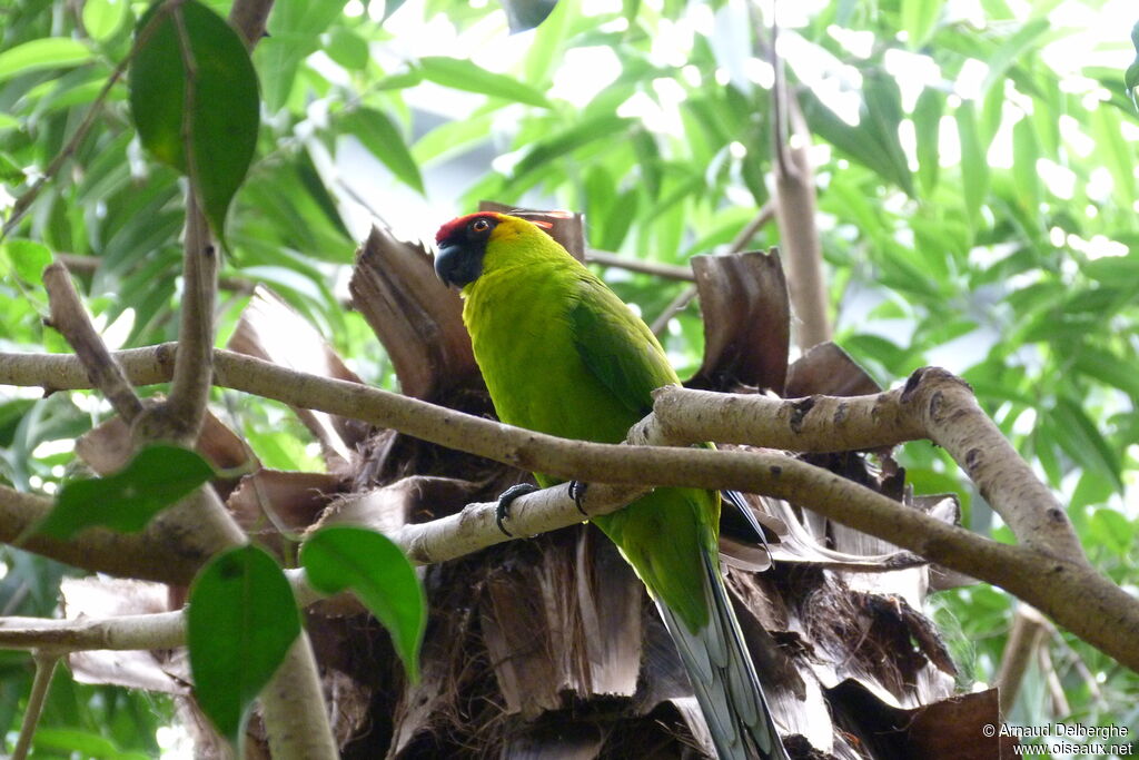 Horned Parakeet