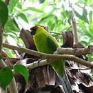 Perruche cornue