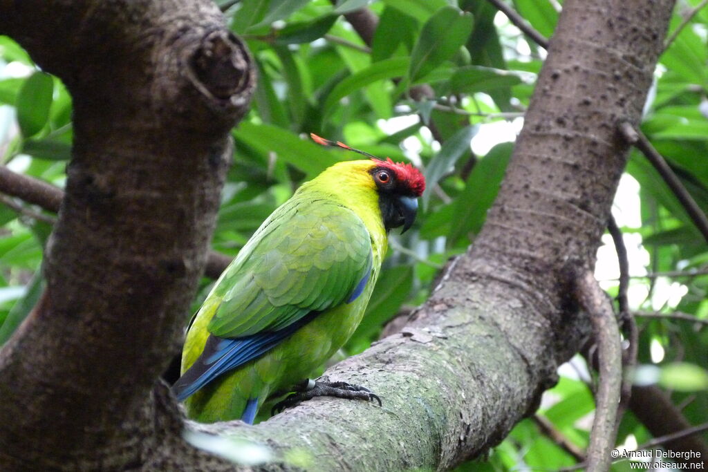 Horned Parakeet