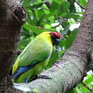 Perruche cornue