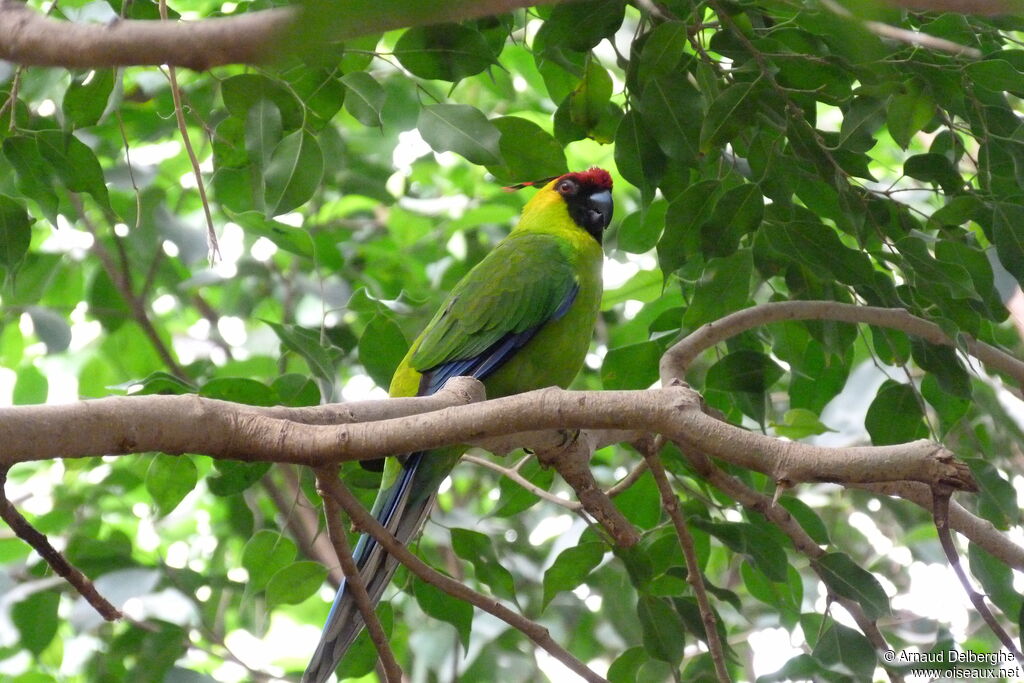 Horned Parakeet