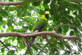 Horned Parakeet