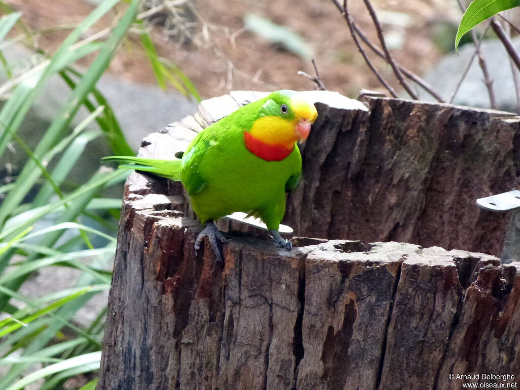 Superb Parrot